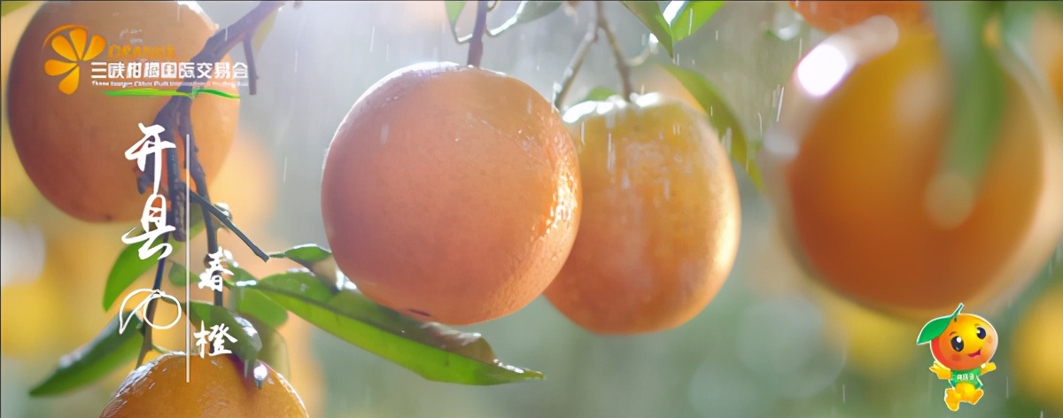 世界柑橘起源地竟在重庆，种植历史超4000年，曾是宫廷贡品