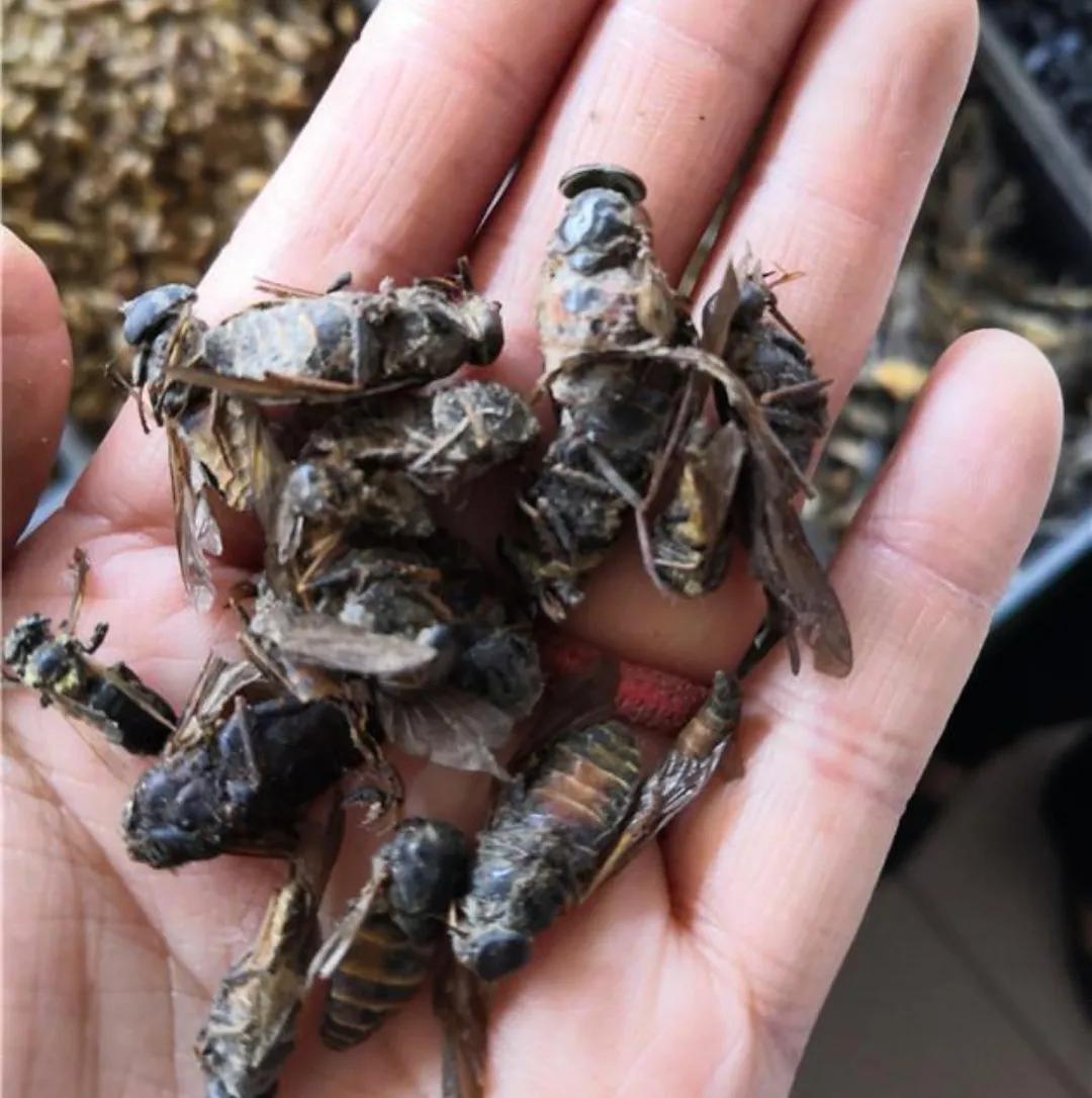 农村的虫子哪些可以卖,农村常见虫子图片以及价格大全