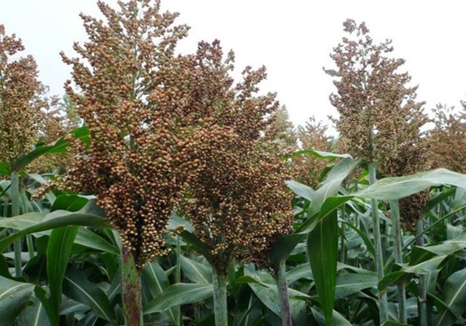 高粱的种植技术要点有哪些,春播高粱比夏播高粱高产吗