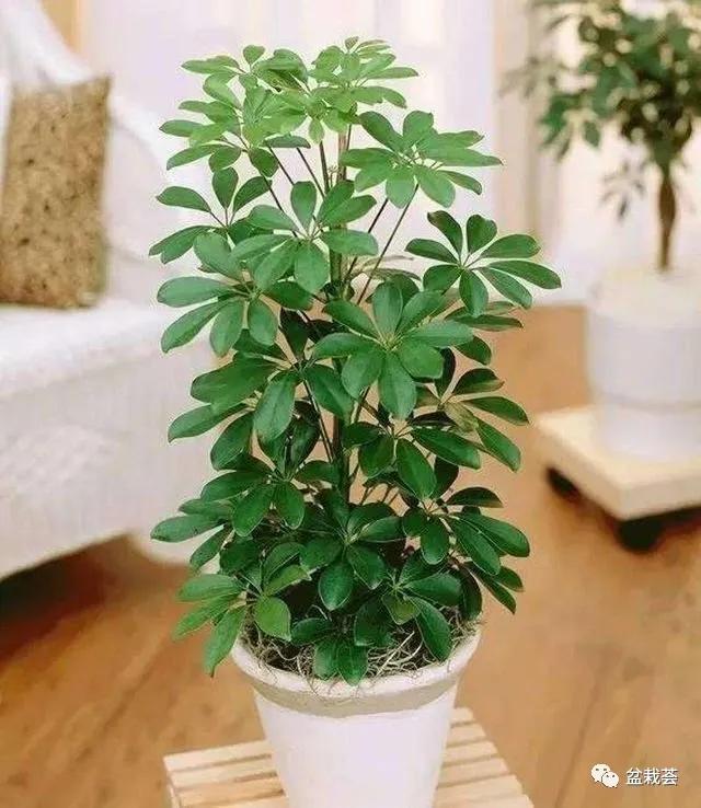 家门口最好养的10种花,家里养高档的六种花