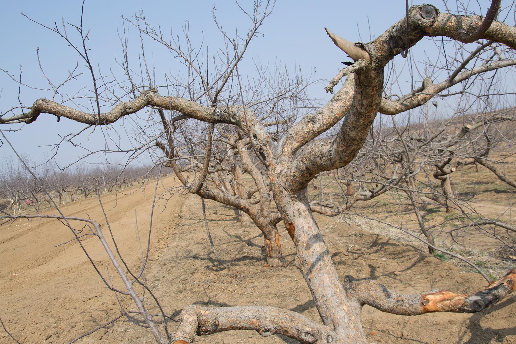 冰雹对今年红富士苹果的影响,大风沙尘降温对红富士苹果的影响