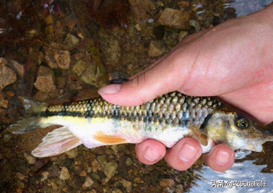 对水质要求极高的野生鱼,对水质要求高的野生淡水鱼