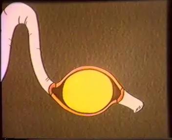 鸡蛋的结构科普小知识,鸡蛋孵化的知识科普