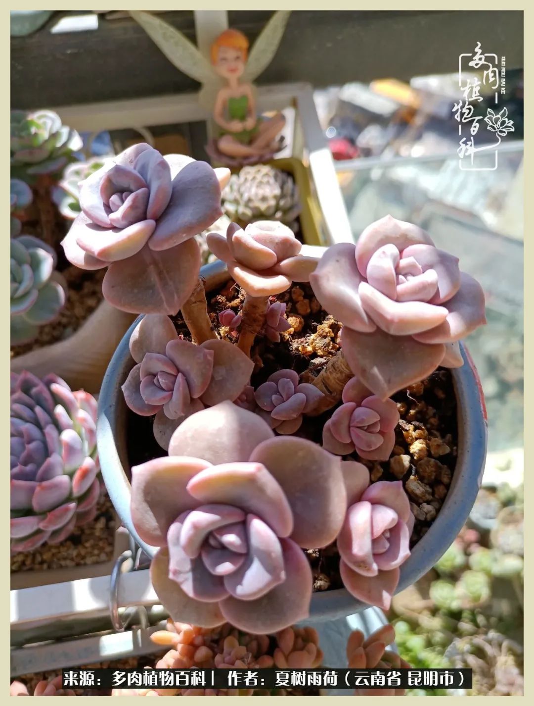 自从养了多肉有了窗台想要个阳台,养多肉10年多