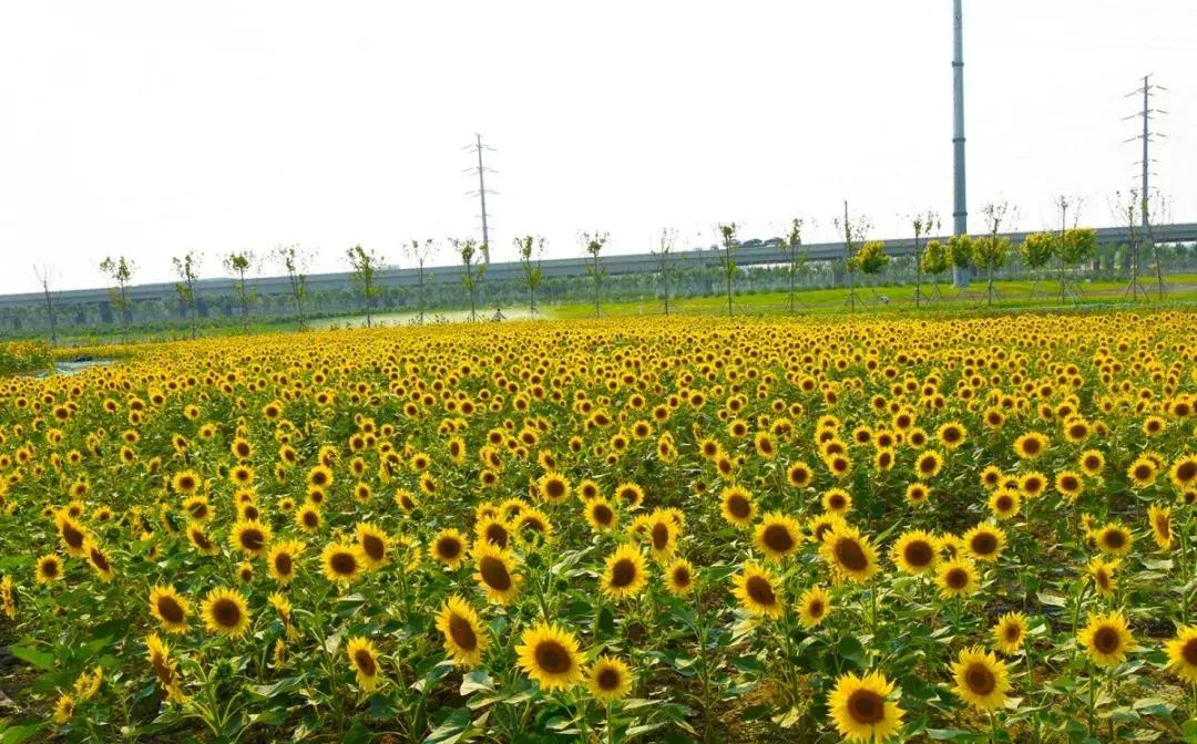 七彩花田向日葵视频,新向日葵花海视频