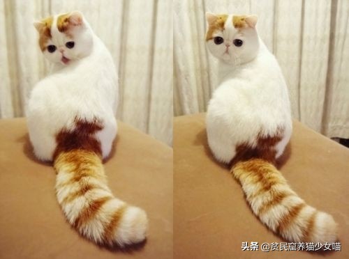 拽猫尾巴拉稀多久能好,拉猫尾巴会导致拉稀吗