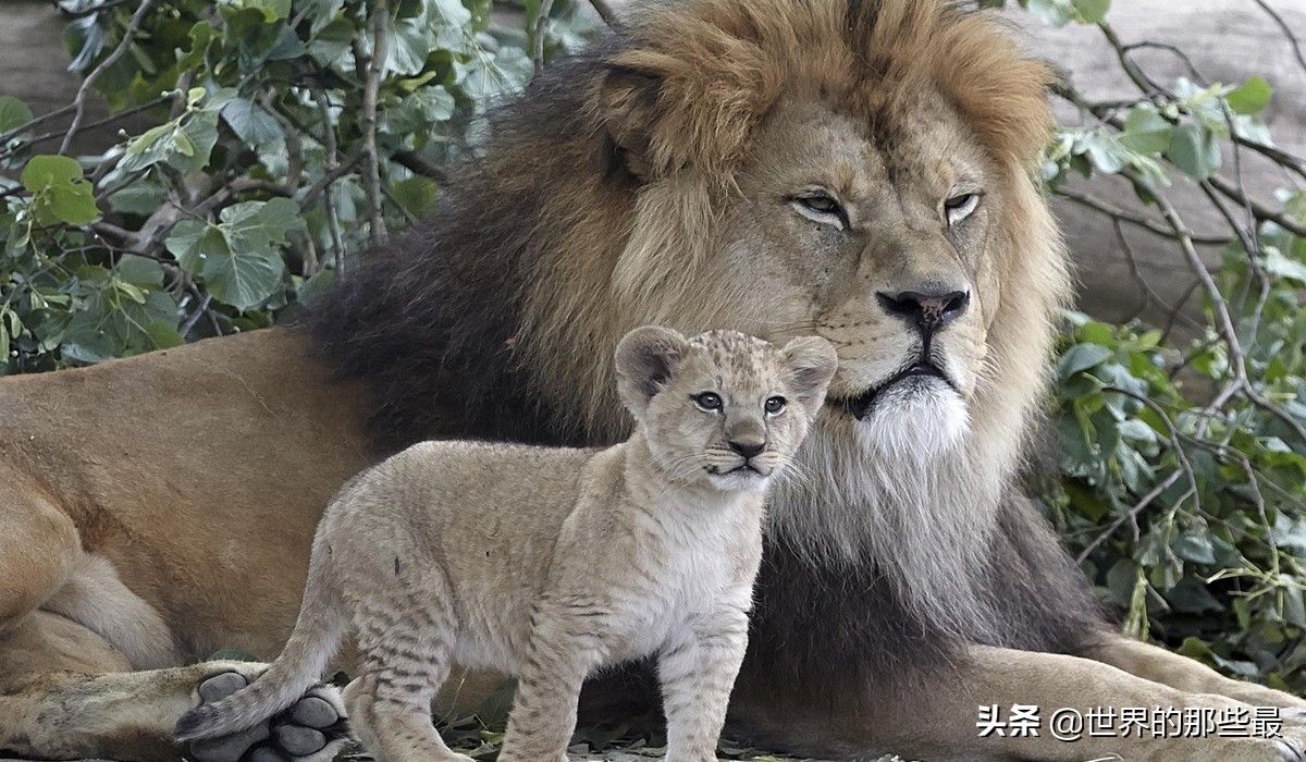 斑鬣狗对战蜜獾视频,斑鬣狗和平头哥蜜獾
