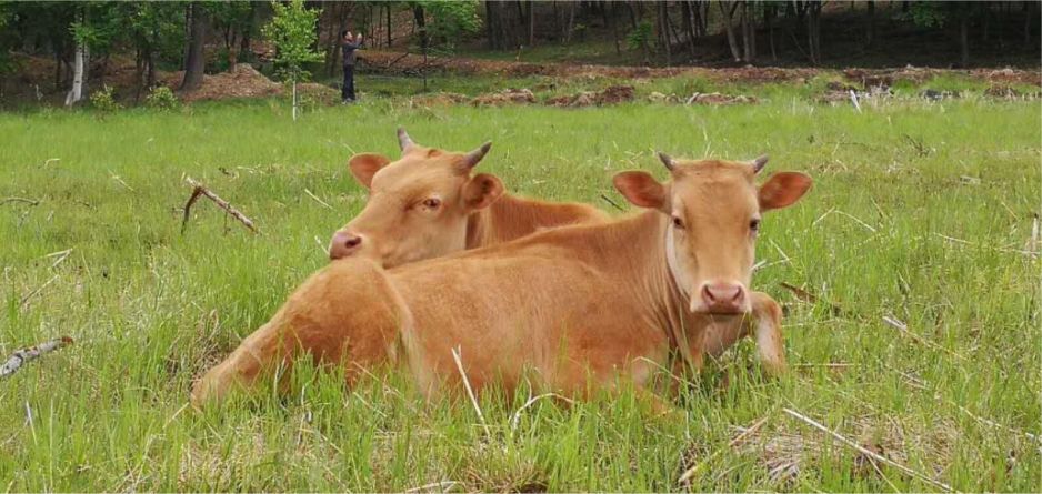 正宗延边黄牛牛肉图片,延边黄牛肉和福建黄牛肉
