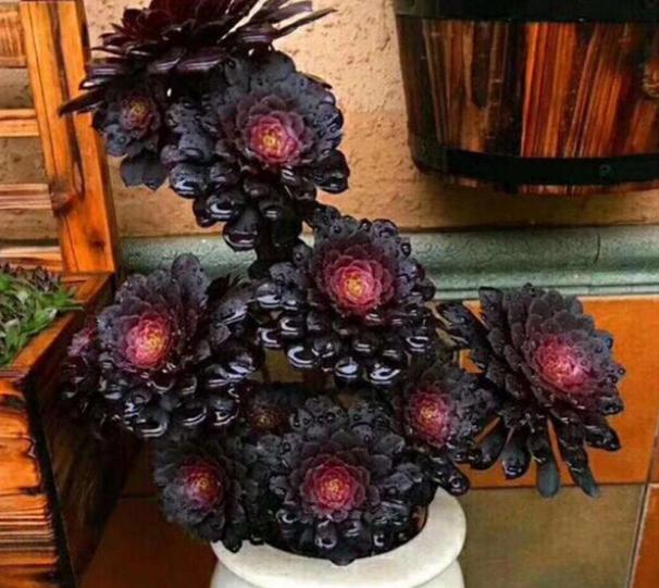 这些多肉因颜值入坑,什么系的多肉颜值高皮实好养