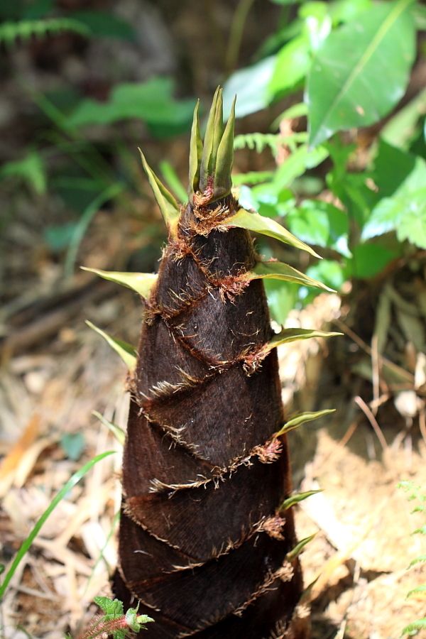 竹笋最著名的诗句,竹笋的诗句古诗带赏析