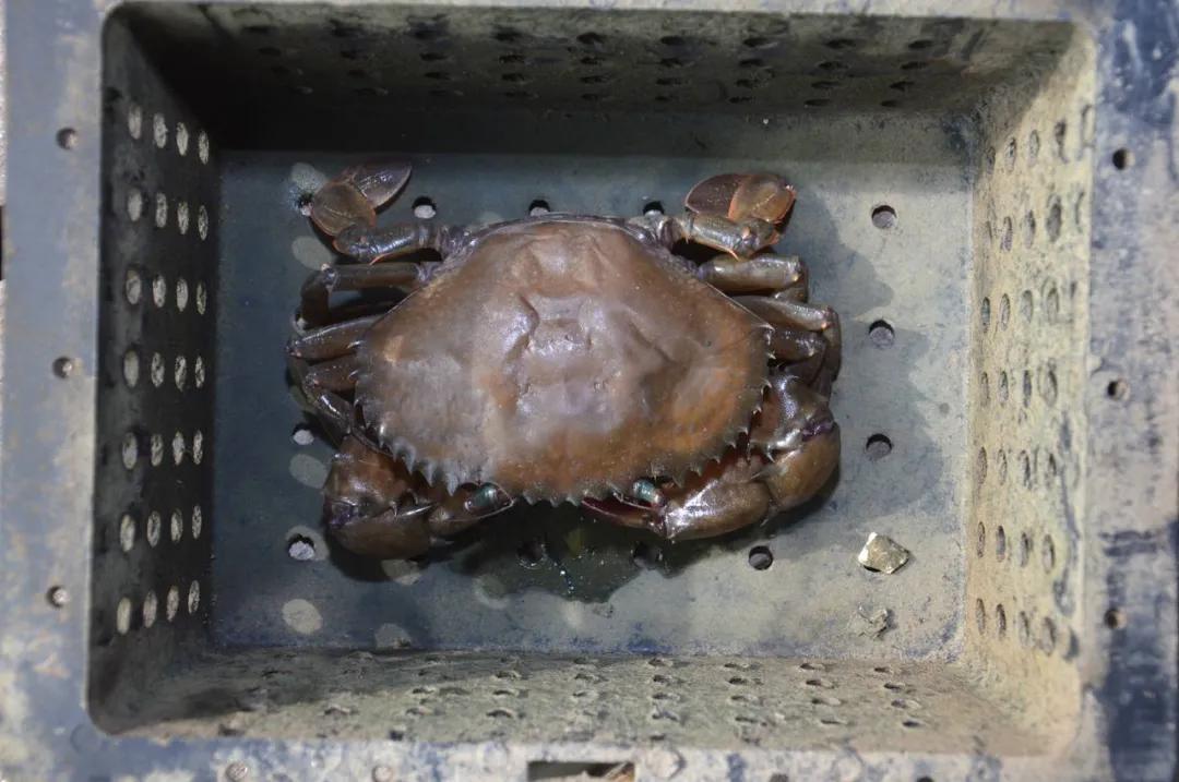 公母螃蟹哪种最好吃,最便宜的螃蟹哪里最好吃