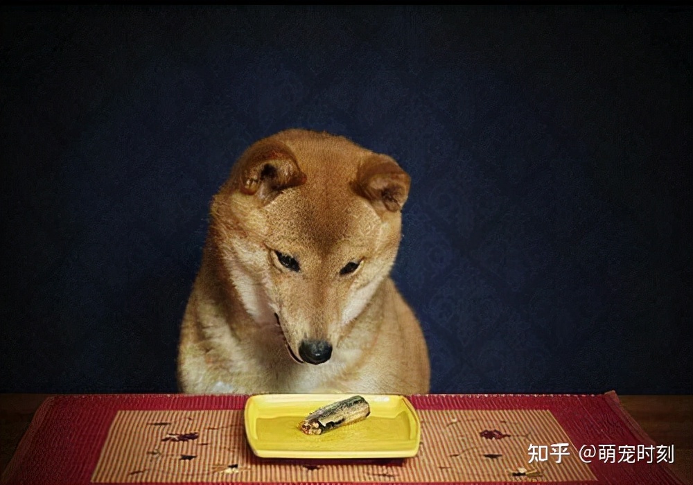 狗狗挑食基本不咋吃东西怎么办,狗狗挑食不爱吃饭怎么办