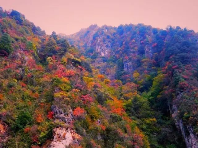 2021秦岭鸡窝子分水岭红叶,秦岭红叶最佳自驾线