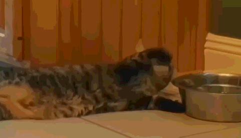 猫的饮水习惯与健康问题