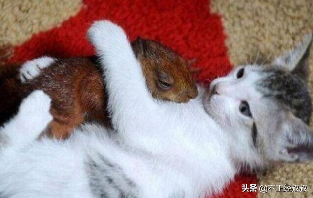 猫咪竟然给幼鼠喂奶,猫咪给兔宝宝喂奶