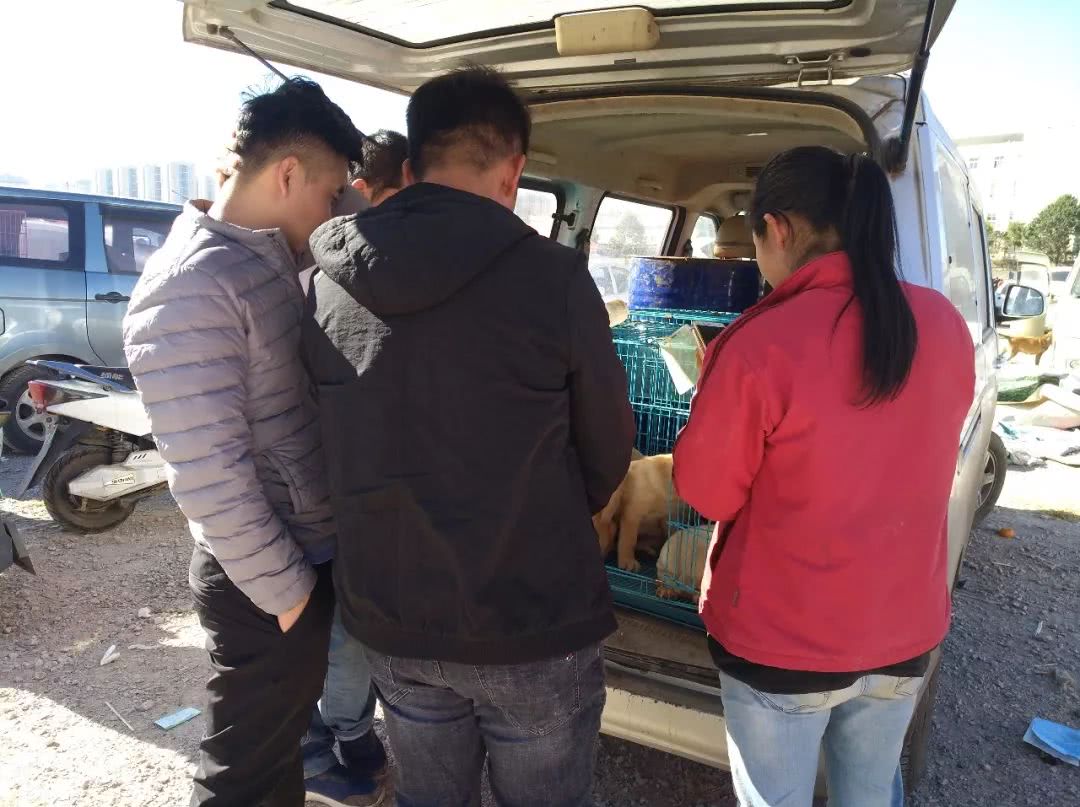 800元狗贩子,农村狗市拉布拉多350元一只