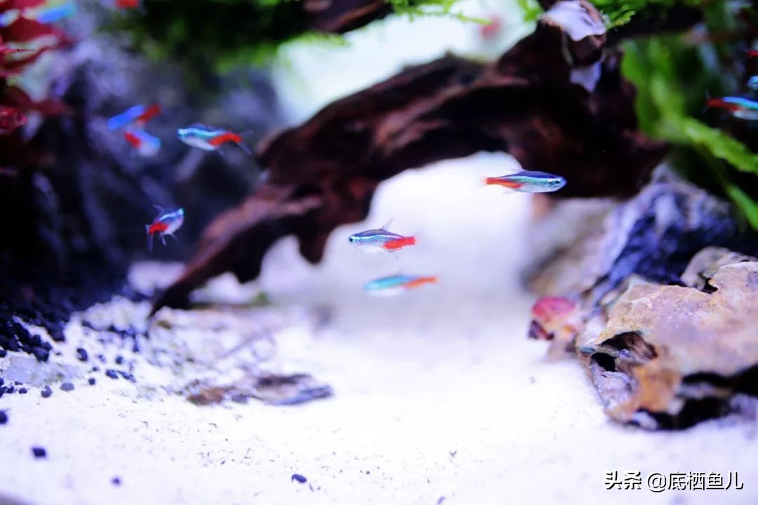 树脂材质的假山怎么样,树脂做假山造型视频