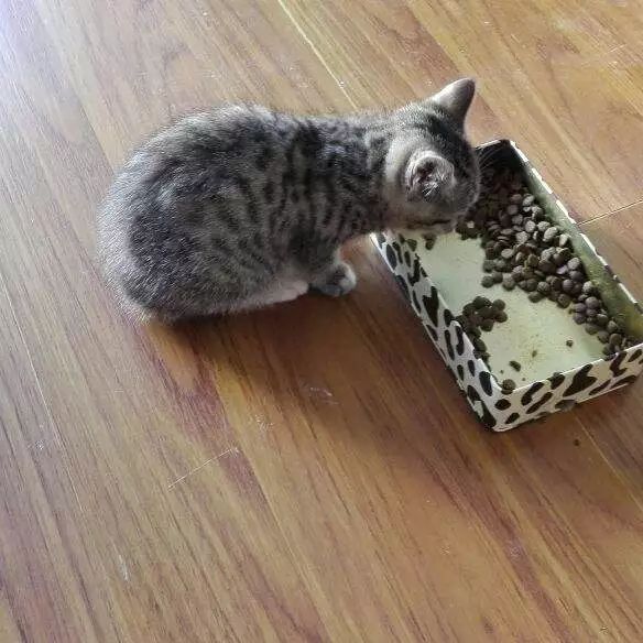 铲屎官猫咪的烦恼,铲屎官心疼狗狗