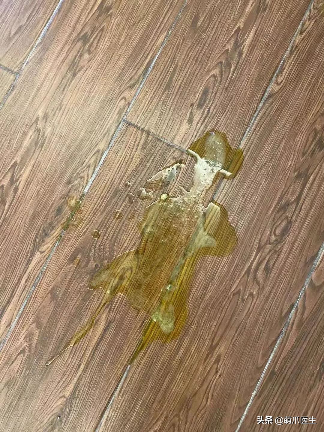 猫吃猫粮死了,go猫粮致猫死亡天猫国际回应