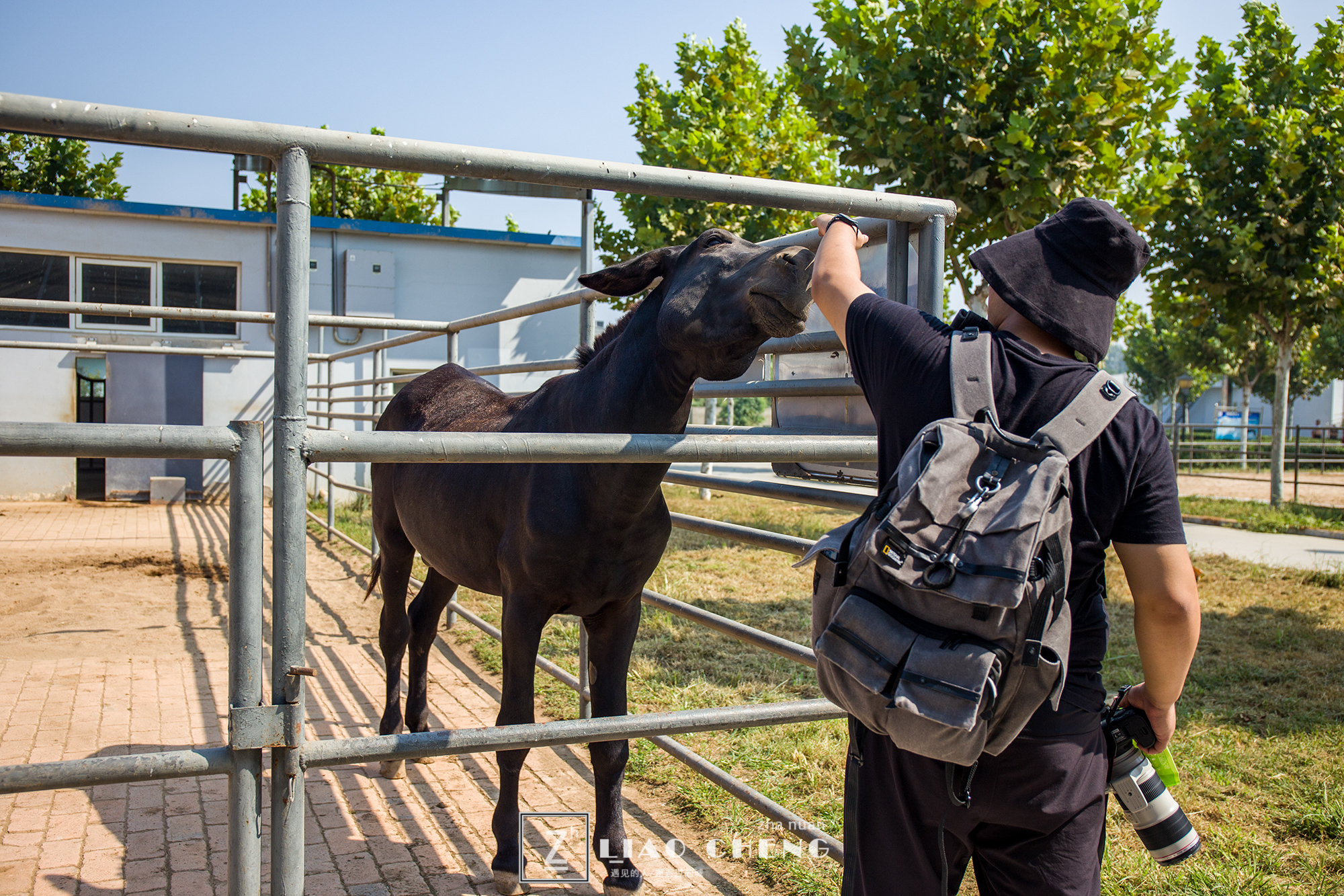 东阿县毛驴养殖基地,黑毛驴养殖基地