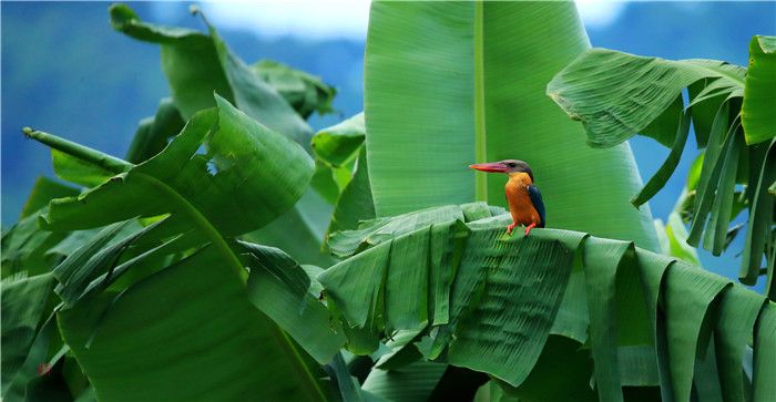 鸟类科普,最稀有的翡翠鸟