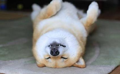 日本柴犬缺点是什么,日本柴犬喜欢吃什么