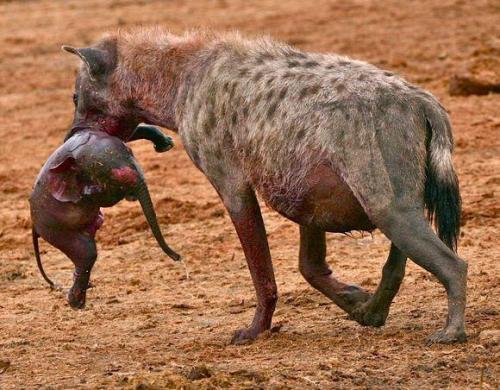 人类遇到鬣狗怎么办,鬣狗对人类有攻击吗