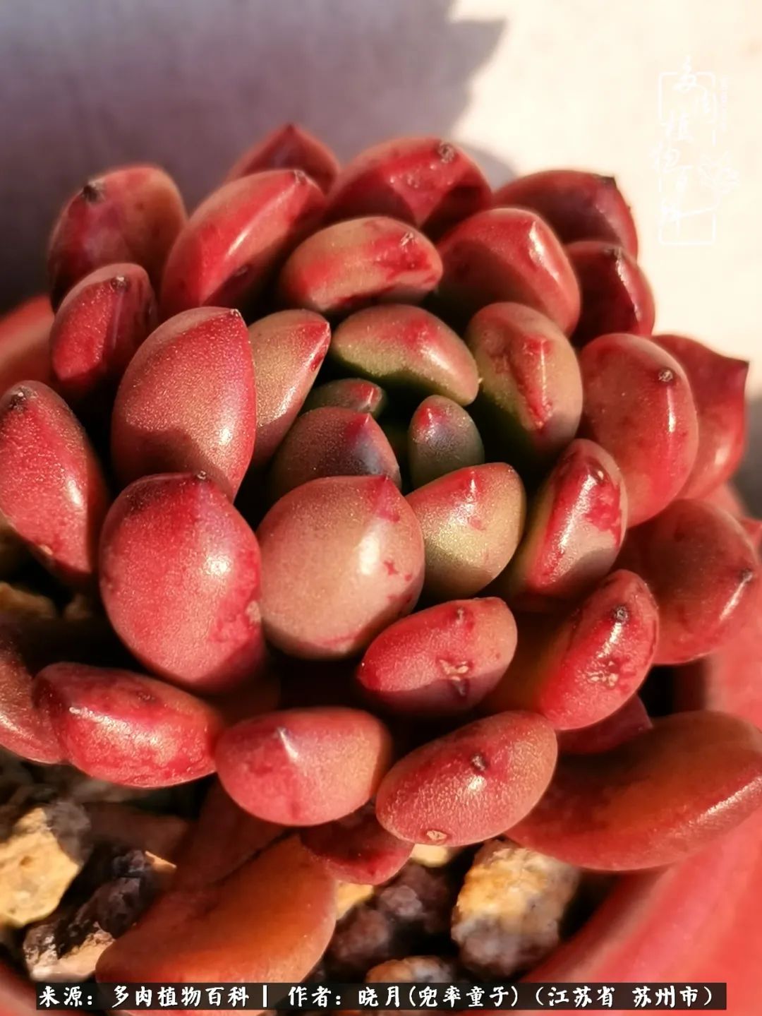 六年时间环游22个国家,却被多肉小萌物征服