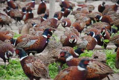 山鸡的饲养与管理,山鸡饲养技术大全视频观看