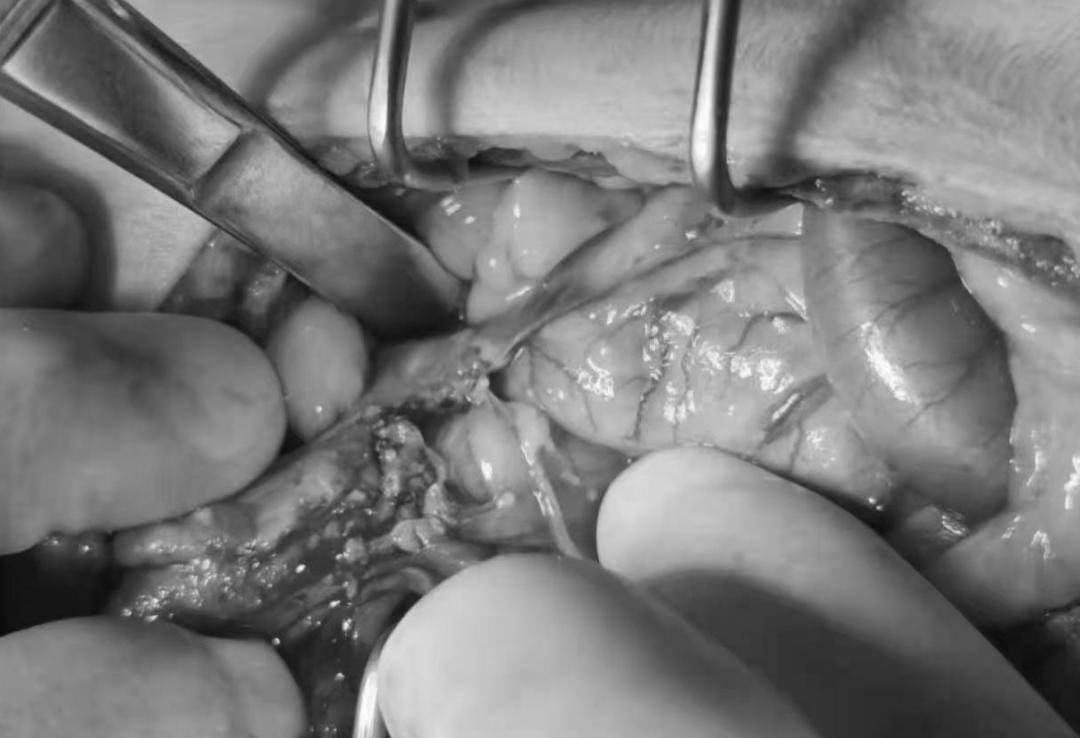 猫咪为什么绝育后还会叫,泰迪公犬做完绝育手术后还发情吗