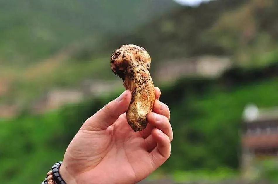 农业托管的十种模式,玉米土地托管经营模式