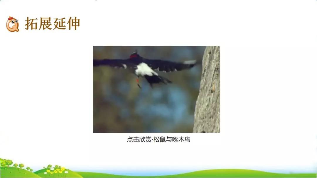 五年级语文第17课松鼠讲解,五年级上册第17课松鼠教材详解