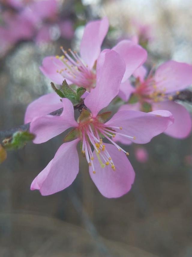 烟雨重游太平湖,重游太平古城游玩攻略