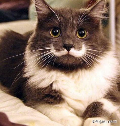 猫猫的胡须为什么越来越多,猫胡须是什么颜色