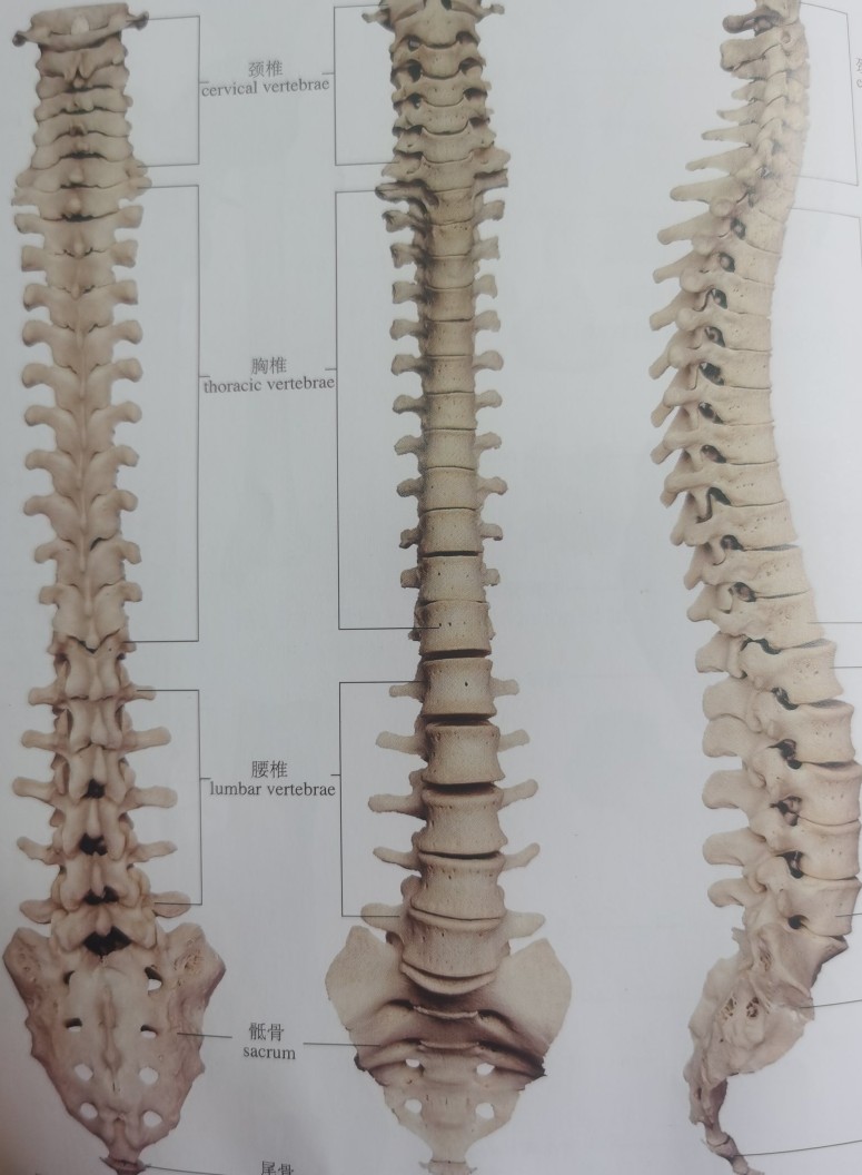 腰痛的中医诊断是什么,各种类型的腰痛辨证