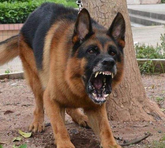 养德国牧羊犬的几大缺点,为什么德国牧羊犬很少有人养