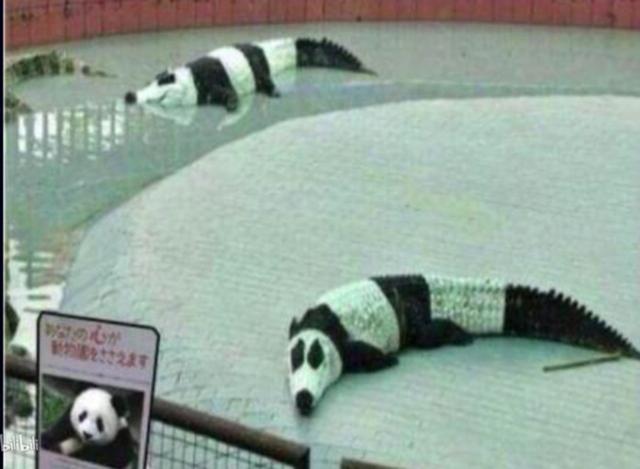 大熊猫在外国有多红,大熊猫外国人印象