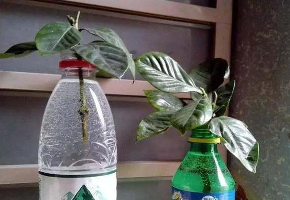 塑料瓶花盆简单又好看的制作方法,塑料瓶怎么剪花盆