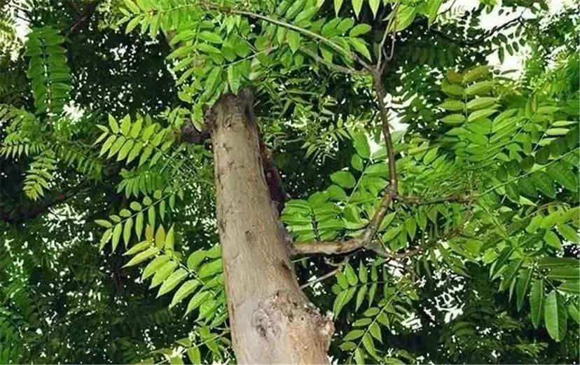 香椿木适合做什么家具,香椿木适合做什么茶台