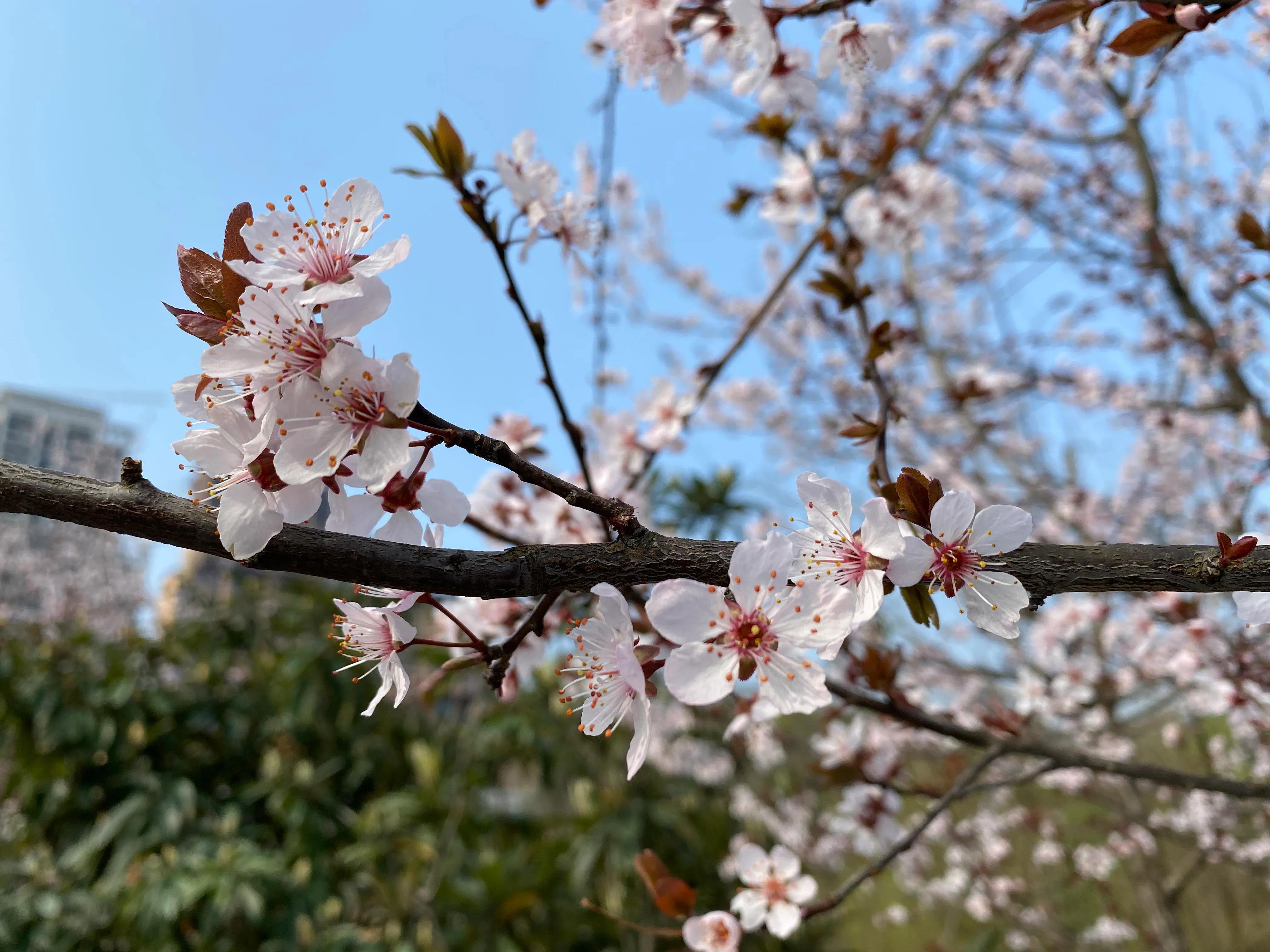 我来自哪里用英文介绍,我来自哪里英文句型