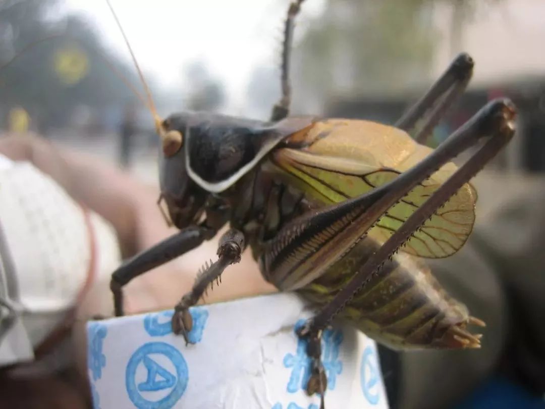 喂养蝈蝈“七大忌”，冬季尤其需注意