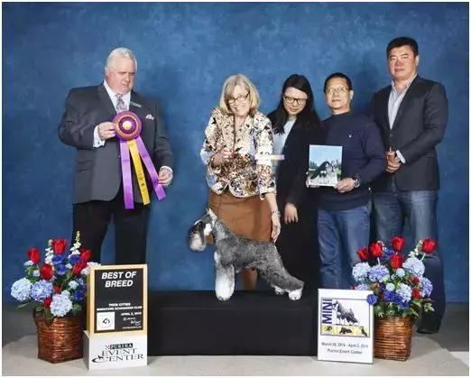 中国犬种繁殖状况,中国本土犬的繁殖现状