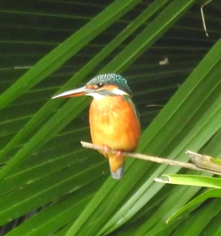 洪湖荷花仙子,洪湖公园蜻蜓