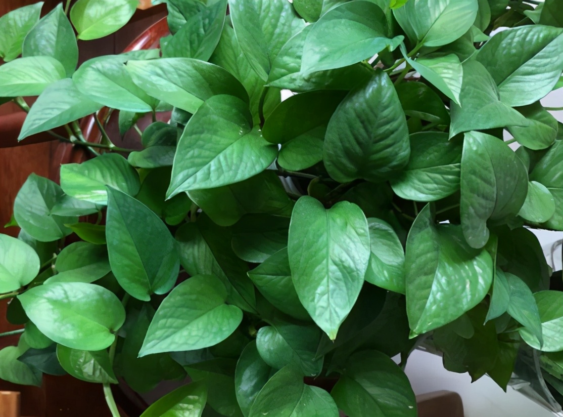 养的绿萝烂根是什么原因,绿萝黄叶了怎么办教你一招救活