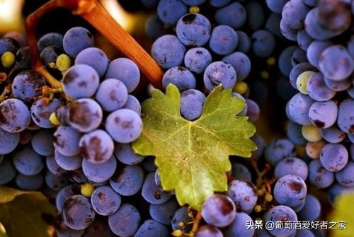 2017年拉菲传奇波尔多葡萄红酒700ml,拉菲传奇波尔多葡萄品种