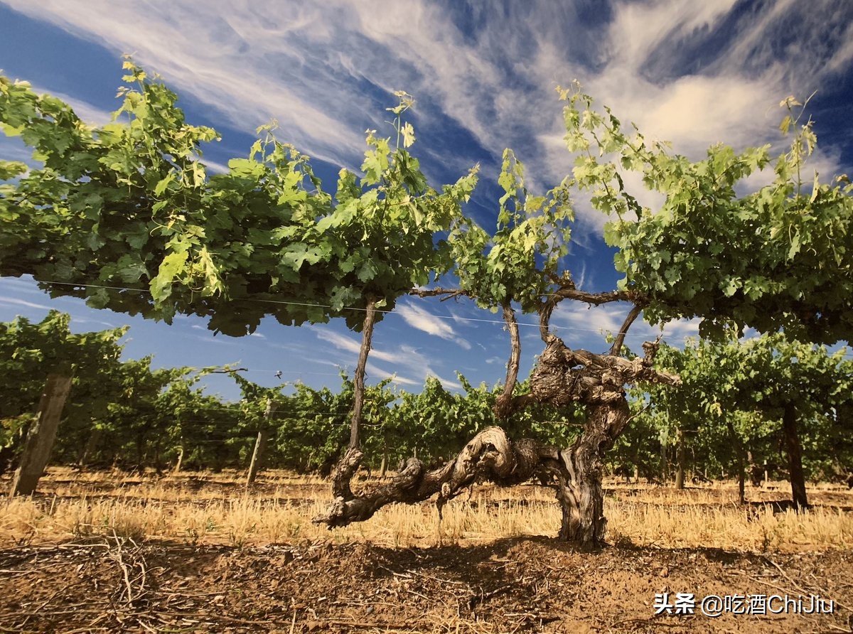 奔富8号属于什么档次,奔富8是混合的吗