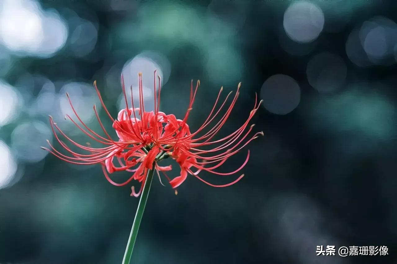 看看花容，听听花语2020年我镜头里的百种花卉