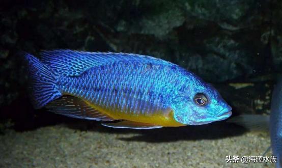 养鱼的硝化菌哪个好用,新手养鱼硝化细菌是必须买的吗