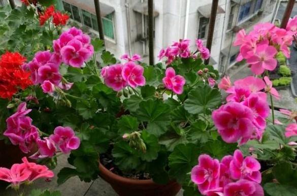 盆栽土壤长毛怎么办,盆栽土壤发霉长虫怎么办