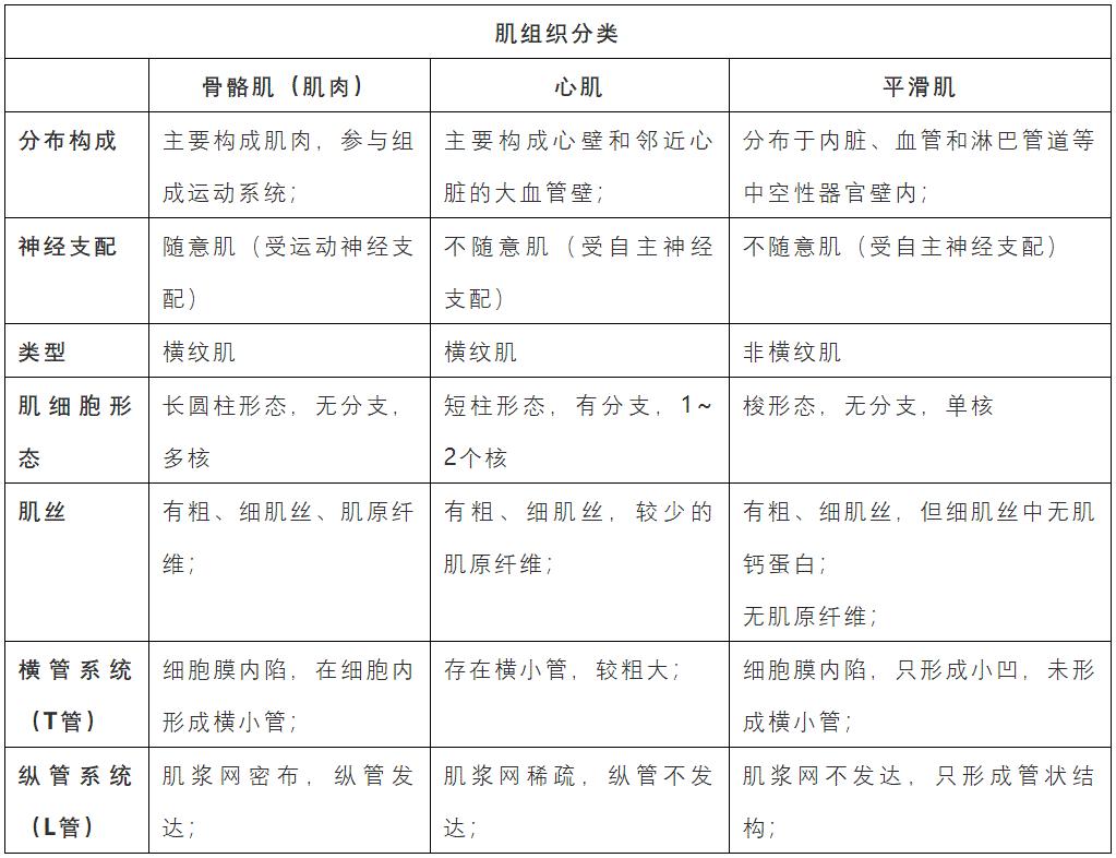 肌组织的实验原理,人体脸部的肌肉组织属于什么肌